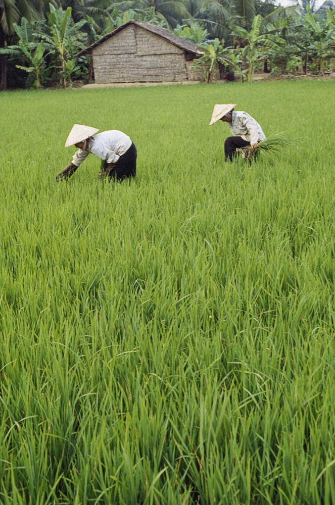Two Farmers In Rice Paddy Poster Print - 24 x 36 - Large