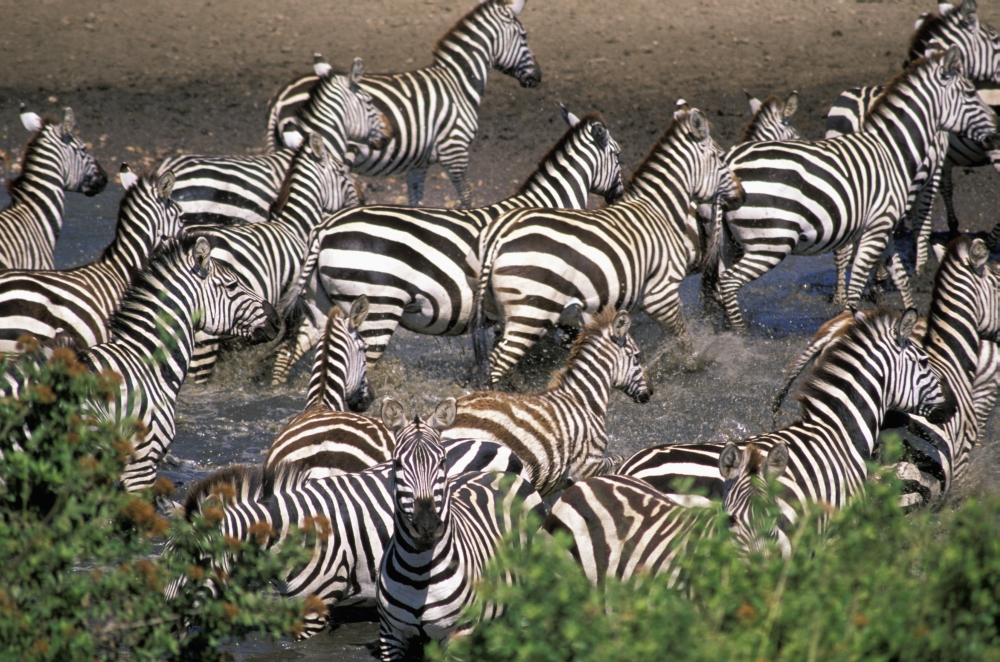 Zebra At Waterhole Poster Print - 38 x 24 - Large