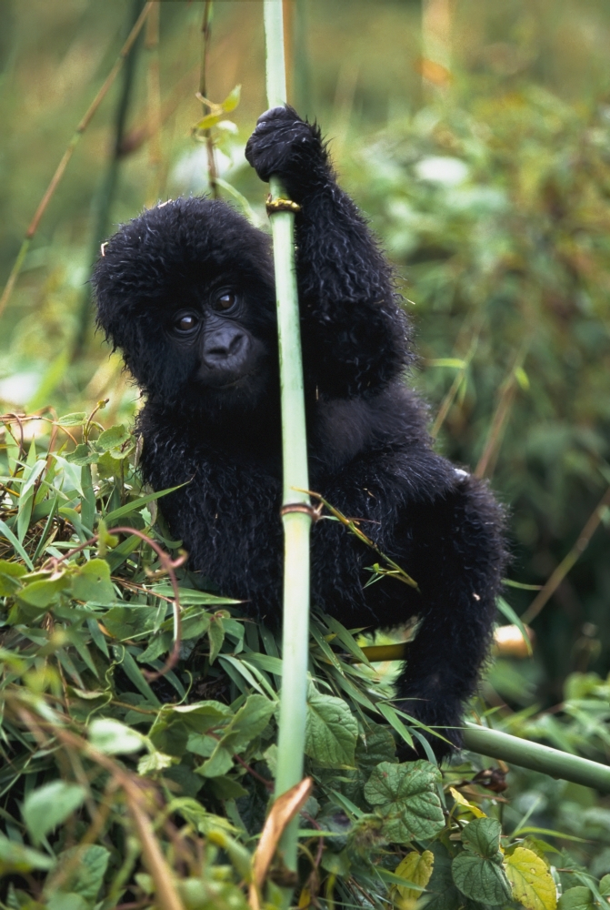 DPI1891452 Close-Up of Young Gorilla, Looking At Camera Poster Print, 12 x 18