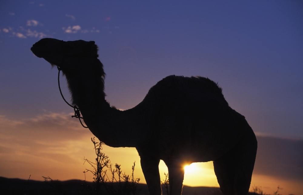 Silhouetted Camel At Sunset Poster Print, 38 x 24 - Large