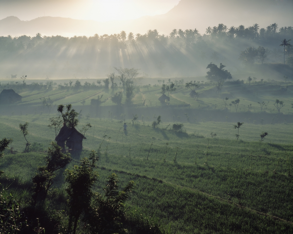 Sun Rising Over Rice Paddies Poster Print