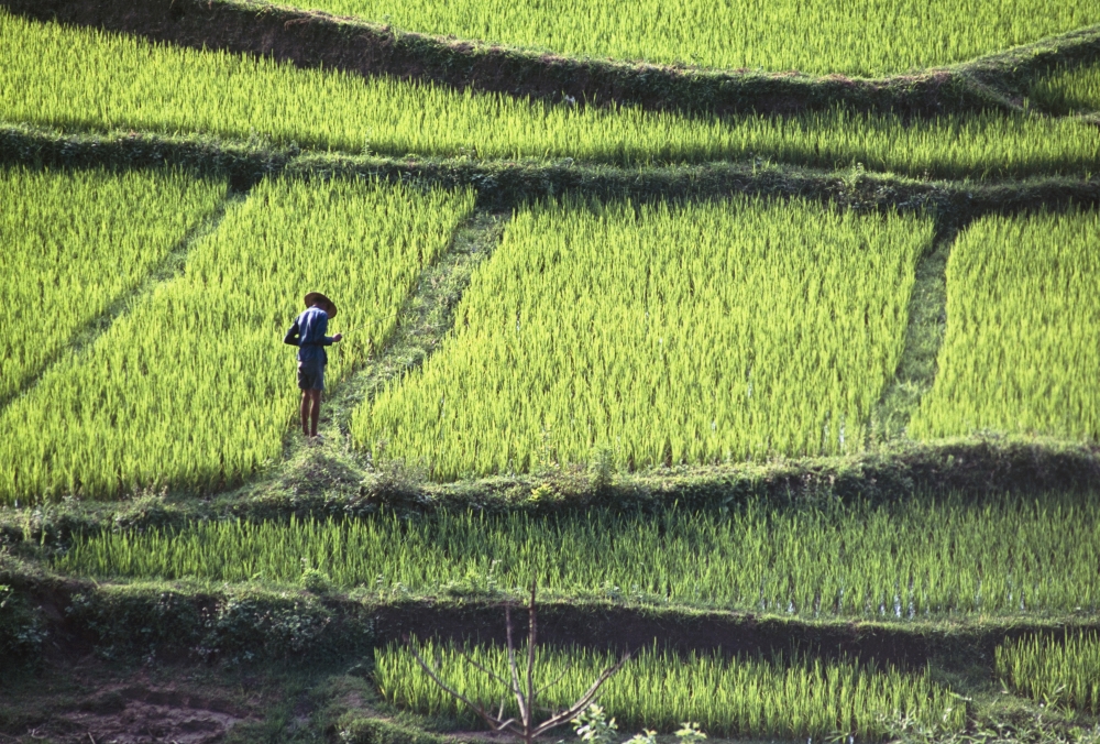 Farmer In Rice Paddy, Elevated View Poster Print, 36 x 24 - Large