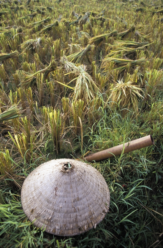 Vietnamese Conical Hat & Rice Cutting Tool In Field Poster Print