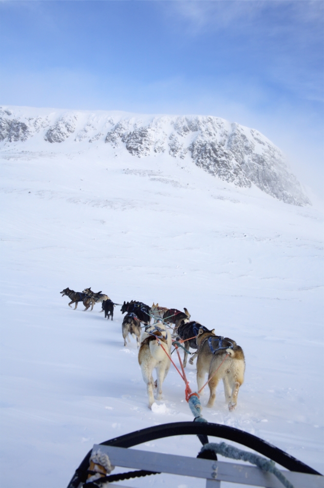 DPI1890592LARGE Dogs Pulling Sled Towards Hallingskarvet Mountain Poster Print, 24 x 38 - Large
