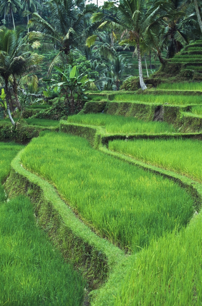 Terraced Fields of Rice Poster Print, 12 x 19