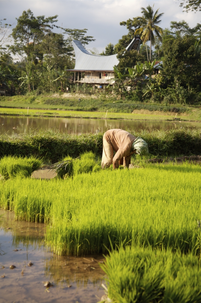 Woman Planting Rice Poster Print, 12 x 19