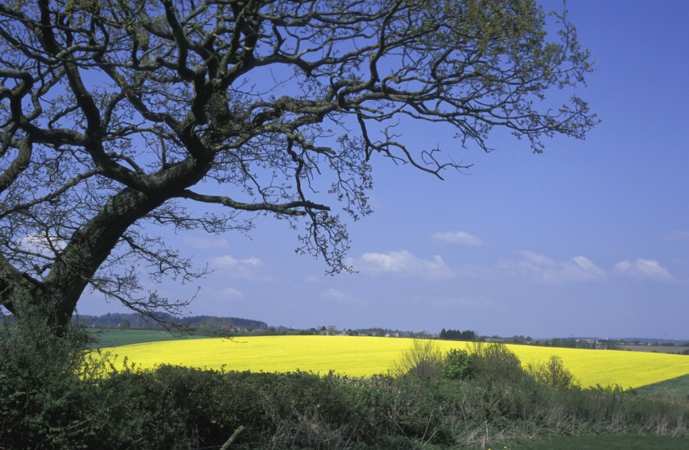 Yellow Rape Seed Field & Tree Poster Print, 19 x 12