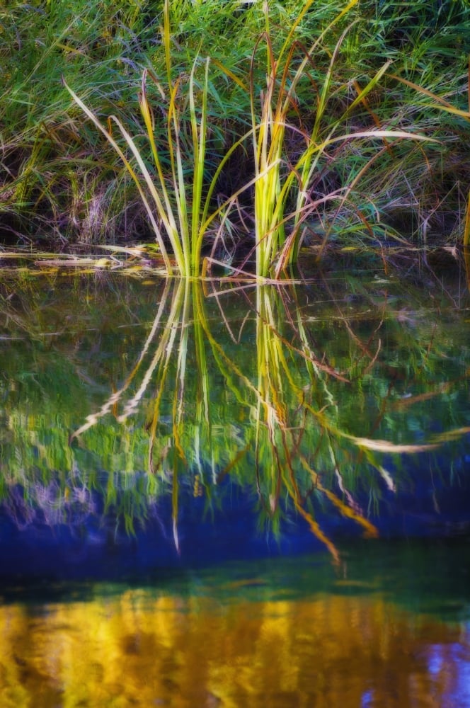 Reeds Reflecting On The Water - St. Albert, Alberta, Canada Poster Print, 12 x 19