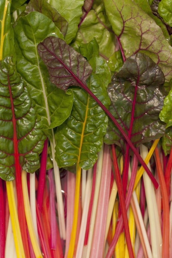 DPI1893987LARGE Colorful Rainbow Swiss Chard - Calgary, Alberta, Canada Poster Print, 24 x 38 - Large