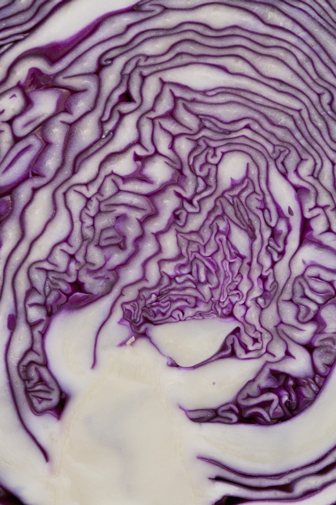 DPI1894019LARGE Cross Section of A Red Cabbage - Calgary, Alberta, Canada Poster Print, 24 x 38 - Large