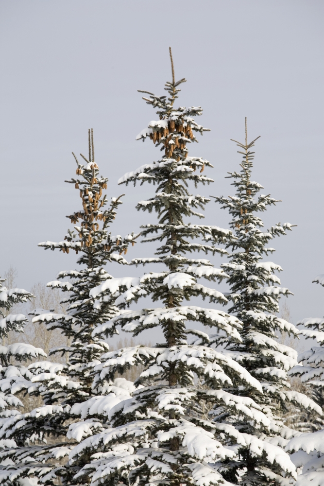 DPI1895286LARGE Snow Covered Evergreen Trees - Calgary, Alberta, Canada Poster Print, 26 x 40 - Large