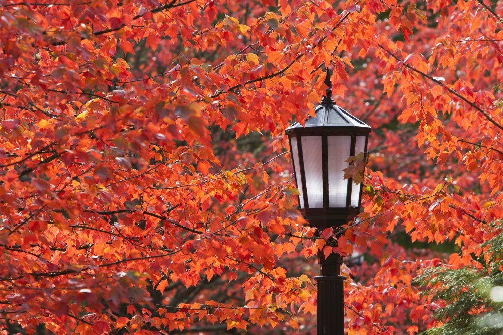 Autumn Colors On The Leaves & A Light Post - Portland, Oregon, United States of America Poster Print, 38 x 24 - Large