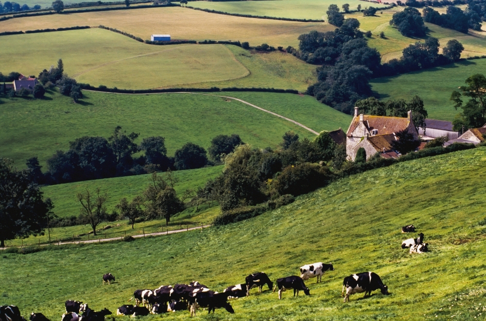 Cows On Hillside Poster Print - 38 x 24 - Large