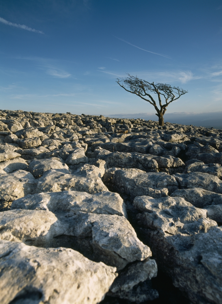 Hawthorne Tree On Limestone Pavement Poster Print, 26 x 36 - Large
