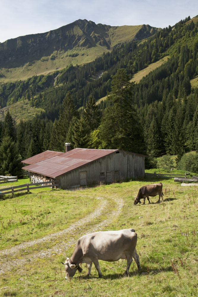 DPI1900598LARGE Cattle Grazing On An Alpine Meadow with A Barn & Mountains In The Background - Oberstdorf, Germany Poster Print, 24 x 36 - Large