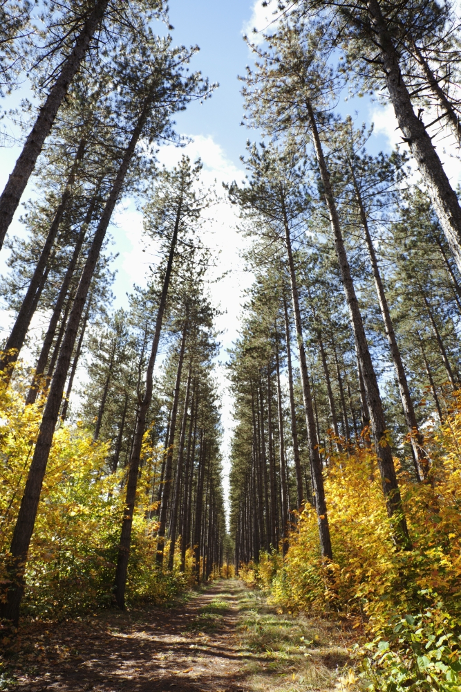 DPI1900660 Path Through A Forest In Autumn - Sault St. Marie, Ontario, Canada Poster Print, 12 x 19