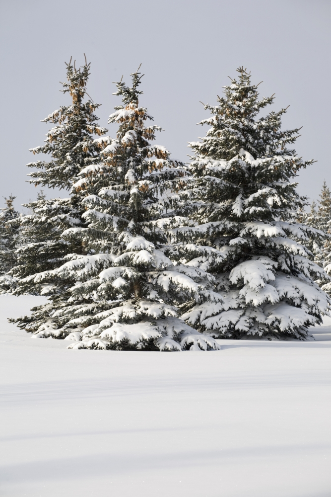 Snow Covered Evergreen Trees - Calgary, Alberta, Canada Poster Print, 13 x 20