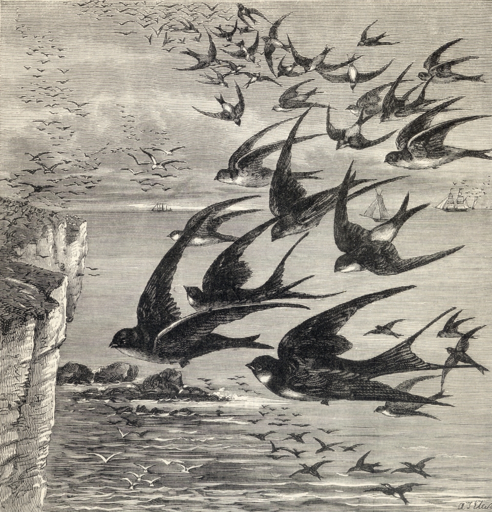 DPI1903532LARGE Annual Migration of Swallows From The Book Our Own Magazine Published 1885 Poster Print, 28 x 30 - Large