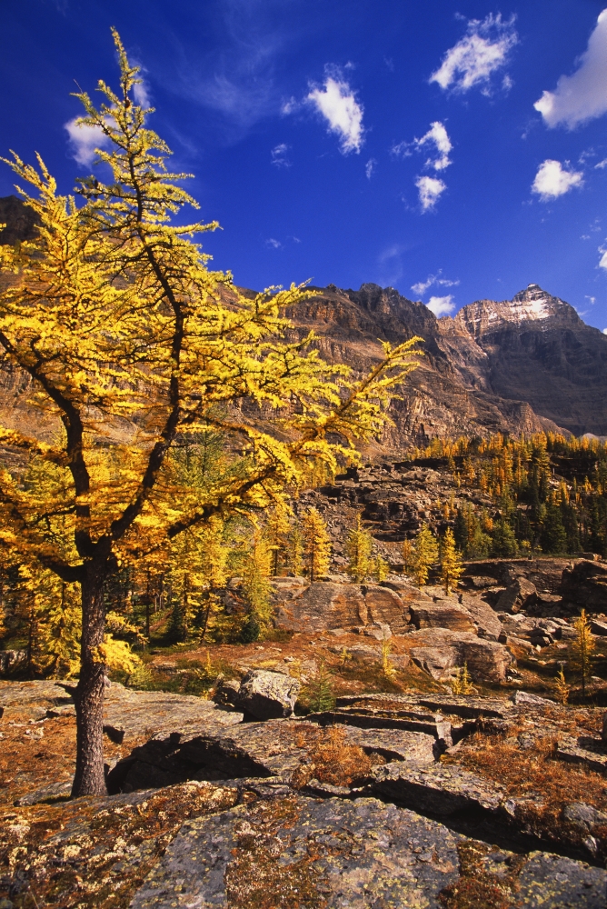 A Larch Tree Poster Print - 22 x 34 in. - Large
