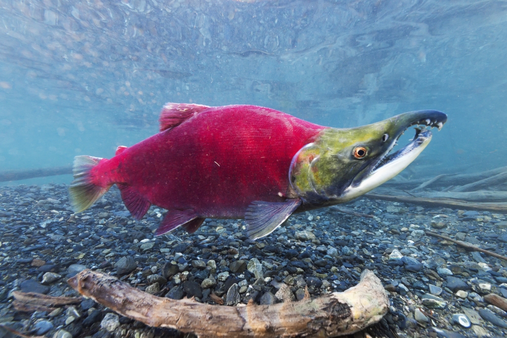 DPI12251732 Underwater View of A Male Sockeye Salmon in Power Creek Near Cordova South Central Alaska Poster Print - 19 x 12 in.