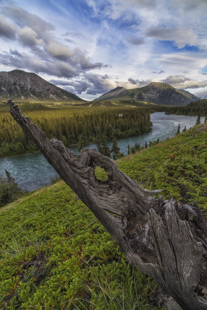 The Takhini River Flows Throigh A Valley Near Kusawa Lake with An Old Tree Poster Print - 24 x 38 in. - Large
