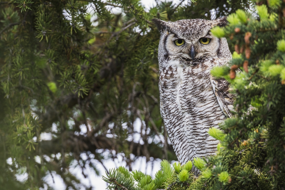 DPI12252398LARGE Great Horned Owl Bubo Virginianus Sitting in A Tree - Saskatchewan Canada Poster Print - 38 x 24 in. - Large
