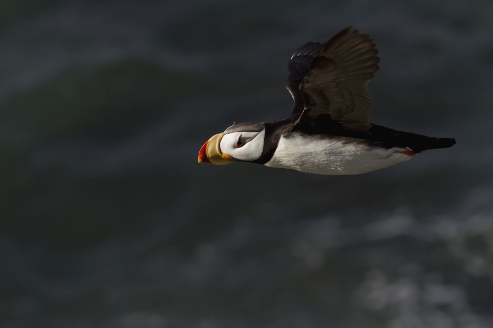 Horned Puffin in Flight Over Ocean Walrus Islands State Game Sanctuary Round Island Bristol Bay Western Alaska Poster Print - 38 x 24 in. - Large