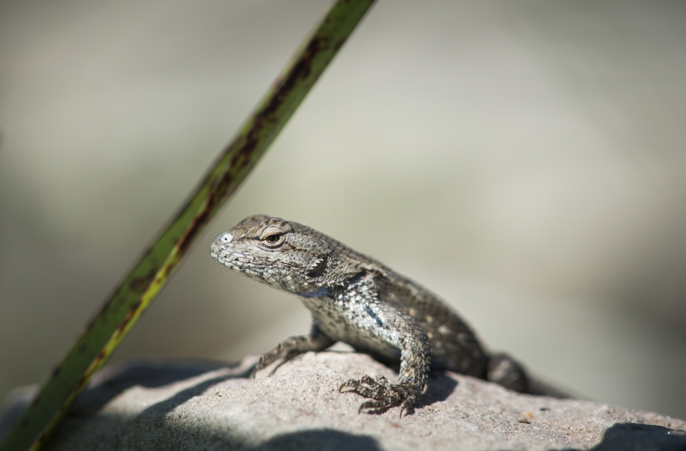 A Fence Lizard Poster Print - 38 x 24 in. - Large
