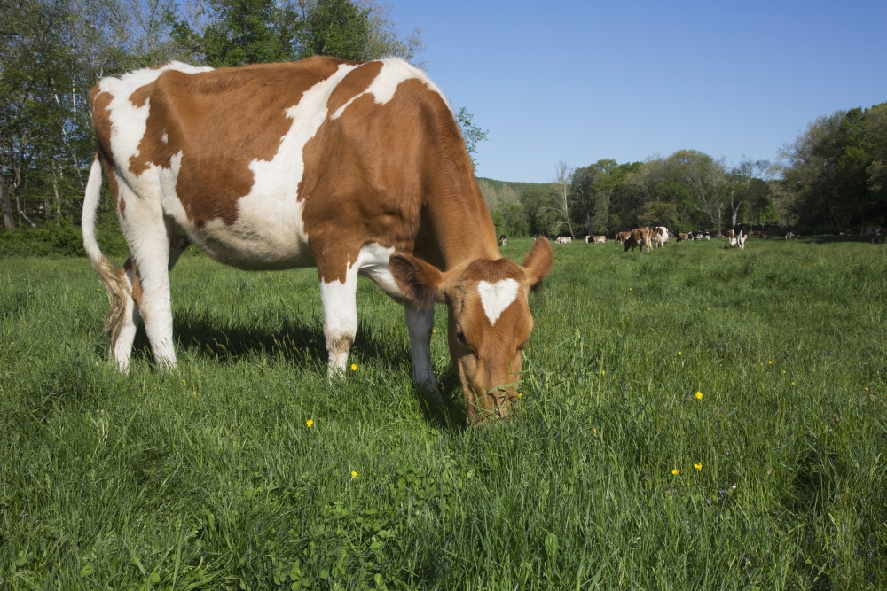 DPI12253129LARGE Guernsey Heifer Grazing in Spring Pasture - Granby Connecticut United States of America Poster Print - 38 x 24 in. - Large