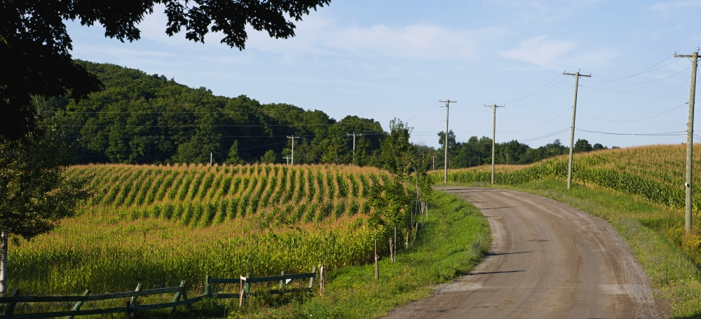 Corn Field - Dunham Quebec Canada Poster Print - 44 x 20 in. - Large
