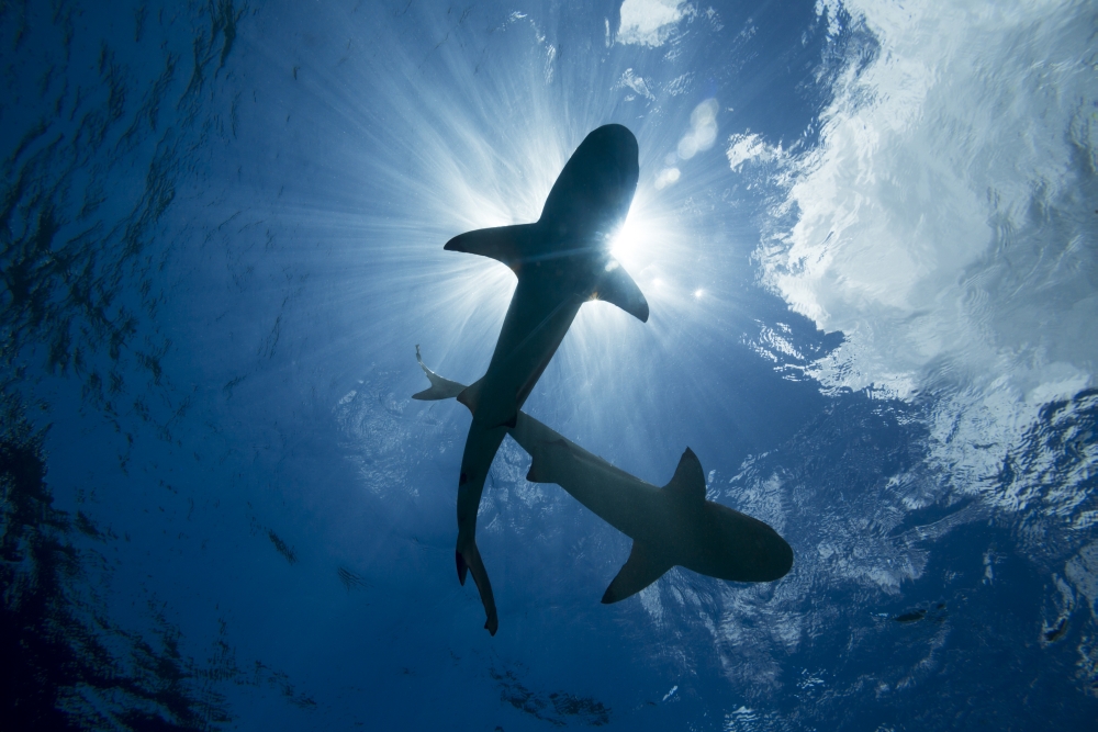 DPI12254702LARGE Blacktip Reef Sharks Carcharhinus Melanopterus - Yap Micronesia Poster Print - 38 x 24 in. - Large