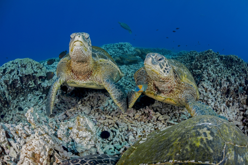 Several Green Sea Turtles Chelonia Mydas An Endangered Species Gather at A Cleaning Station Off West Mauii Poster Print - 38 x 24 in. - Large