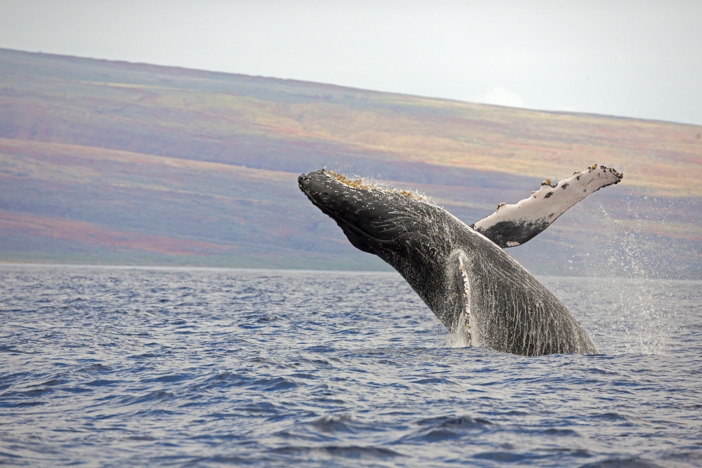 DPI12254740LARGE Breaching Humpback Whale Megaptera Novaeangliae - Maui Hawaii United States of America Poster Print - 38 x 24 in. - Large
