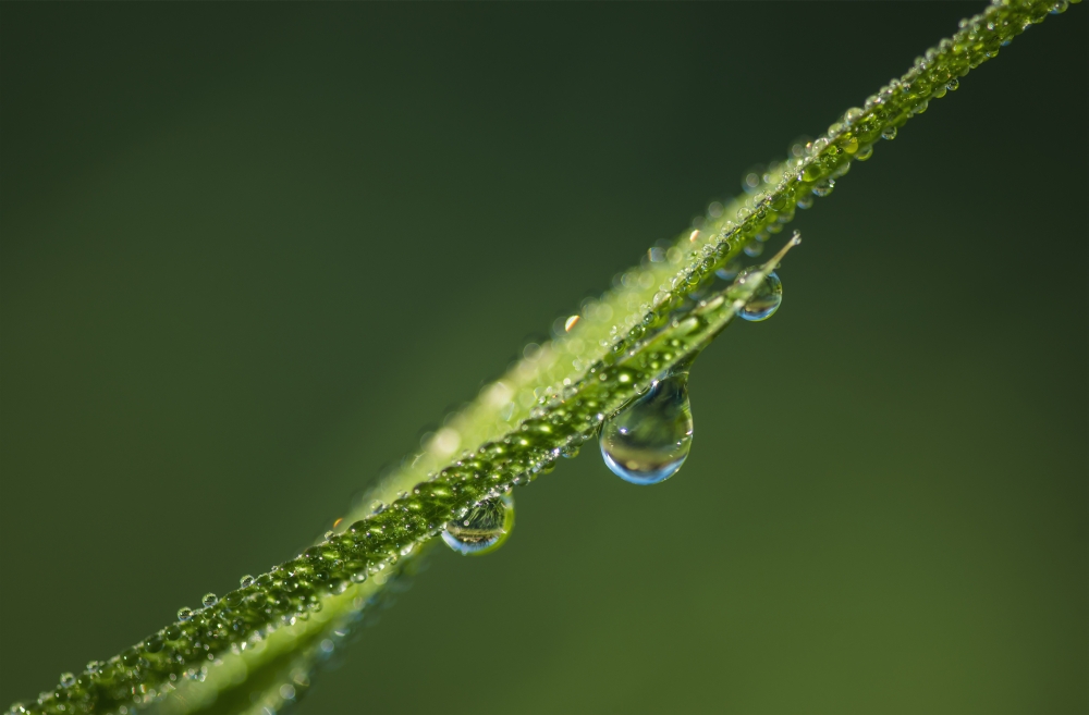 DPI12254899LARGE Dew Glistens on The Grass - Astoria Oregon United States of America Poster Print - 38 x 24 in. - Large