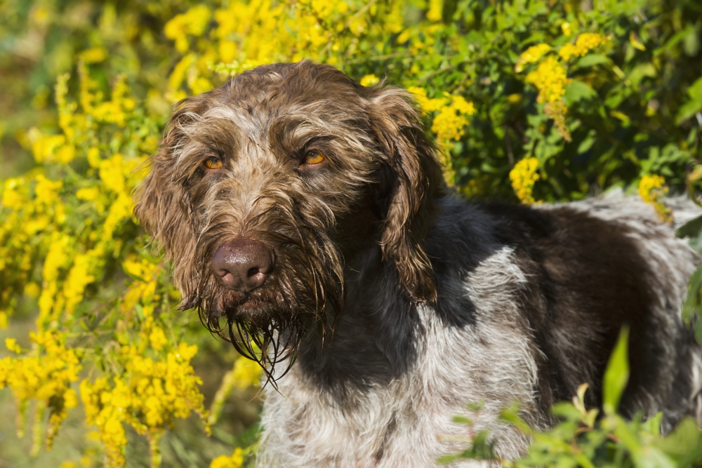 DPI12255960LARGE German Wirehaired Pointer in Autumn - Hanover Connecticut United States of America Poster Print - 38 x 24 in. - Large