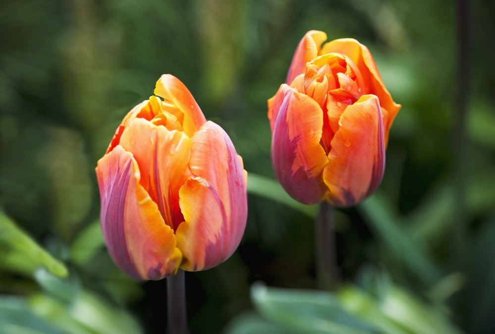 DPI12256746 Blossoming Multi-Coloured Tulips - British Columbia Canada Poster Print - 18 x 12 in.