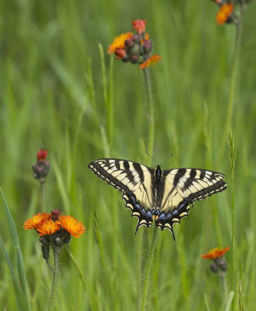 DPI12268155LARGE Eastern Tiger Swallowtail Papilio Glaucus Butterfly Resting on Flowers - Ontario Canada Poster Print - 28 x 34 in. - Large