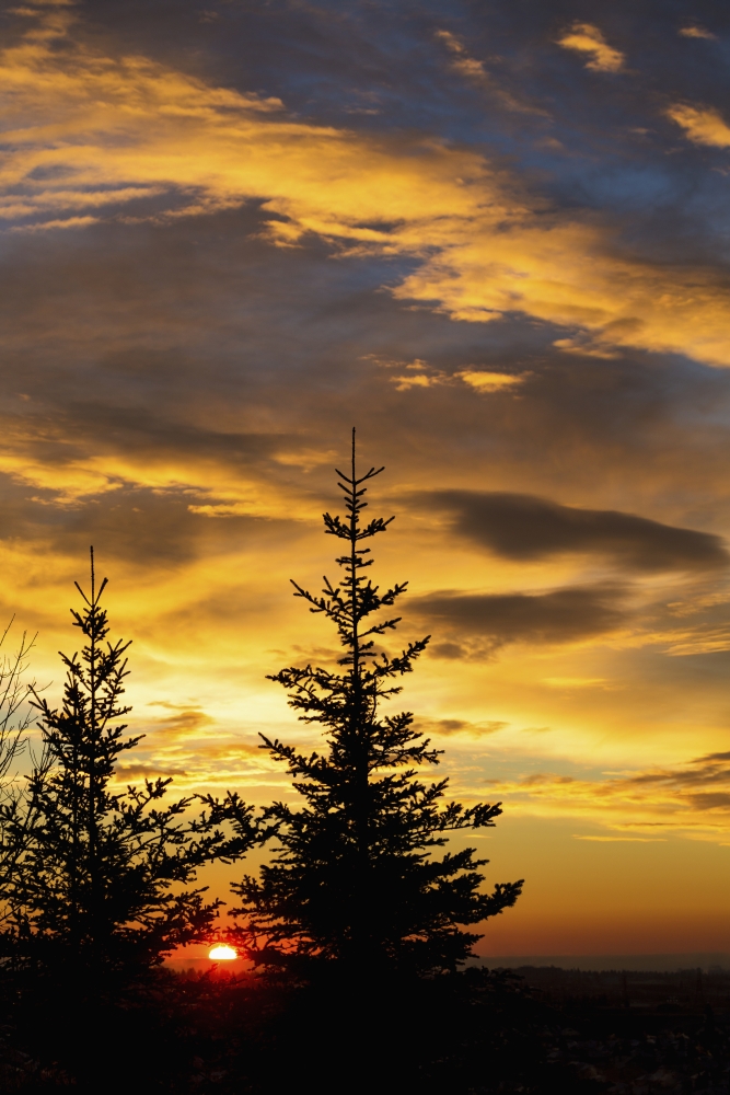 DPI12269276 Silhouette of Two Evergreen Trees with Dramatic Colourful Clouds with Sunrise - Calgary Alberta Canada Print - 12 x 19 in.