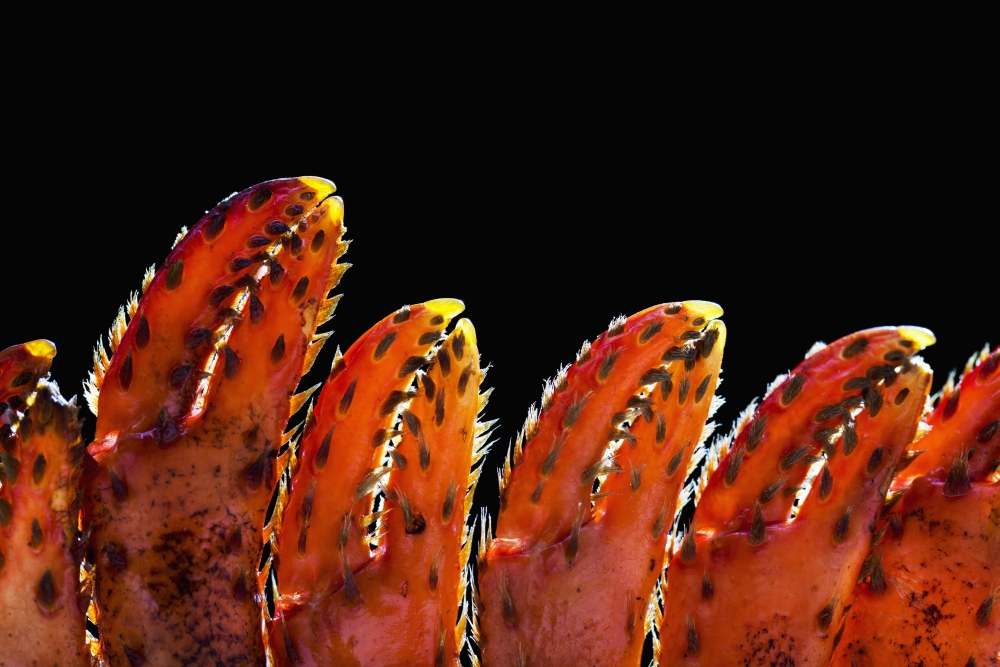 Close Up of Lobster Claws Against A Black Background - Calgary Alberta Canada Poster Print - 19 x 12 in.