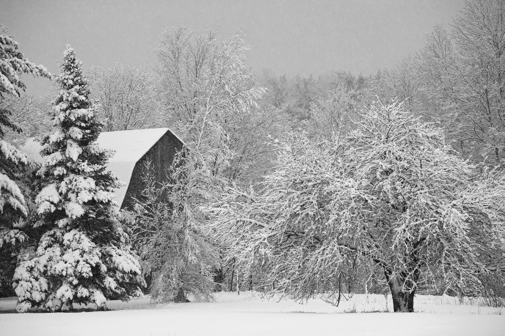 DPI12270754LARGE Snow Covered Trees & Rooftop of A Barn - Waterloo Quebec Canada Poster Print - 38 x 24 in. - Large