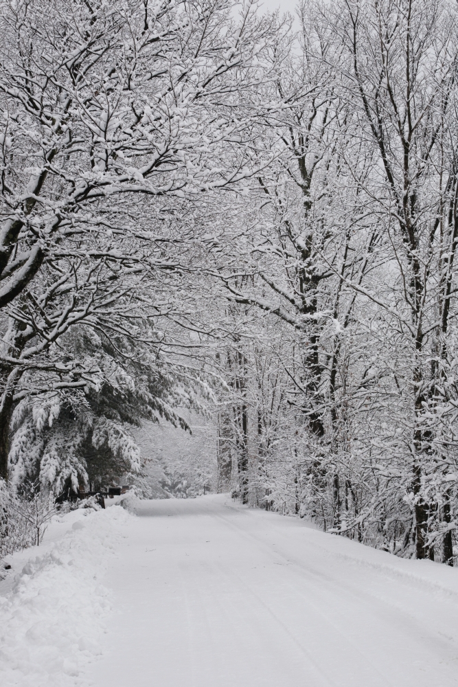 A Snow Covered Road Lined with Leafless Trees in Winter - Brome Lake Quebec Canada Poster Print - 24 x 38 in. - Large