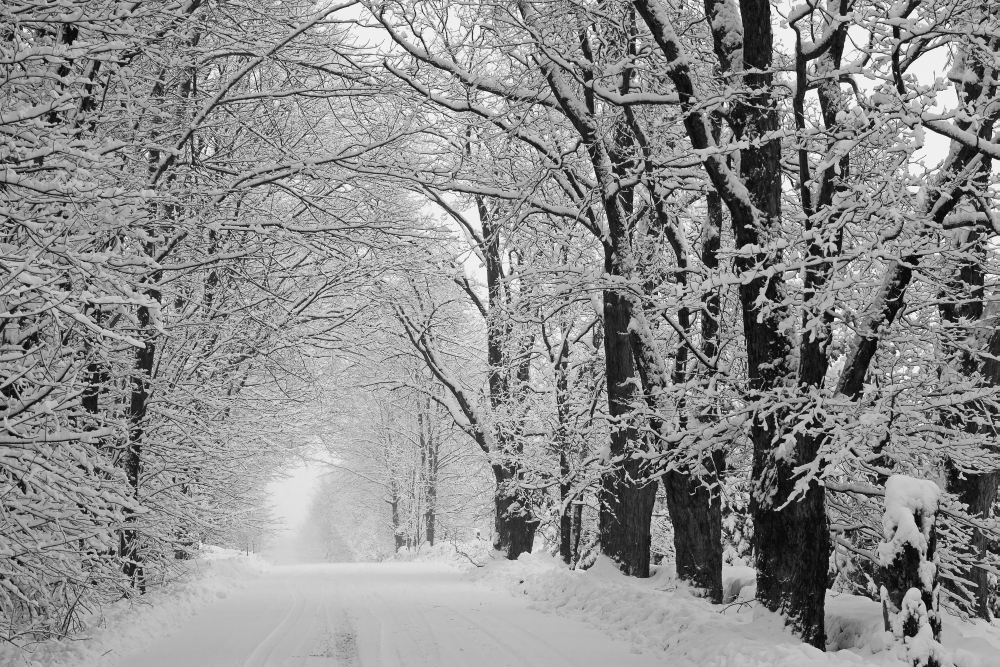 A Snow Covered Road Lined with Leafless Trees in Winter - Brome Lake Quebec Canada Poster Print - 38 x 24 in. - Large