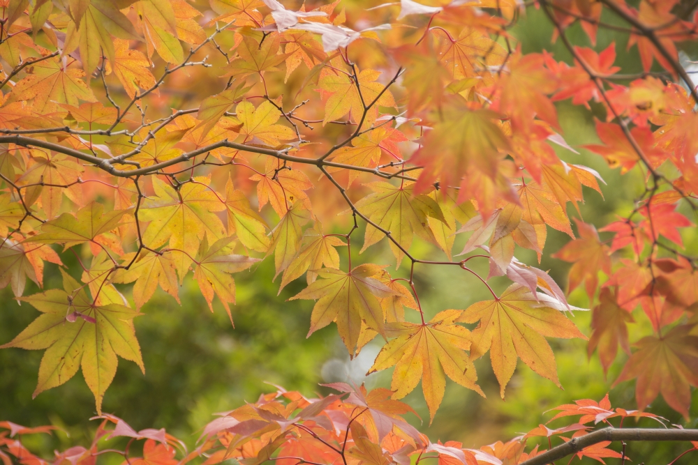 DPI12271010LARGE Japanese Maple in Autumn Colors - Uji Kyoto Japan Poster Print - 38 x 24 in. - Large