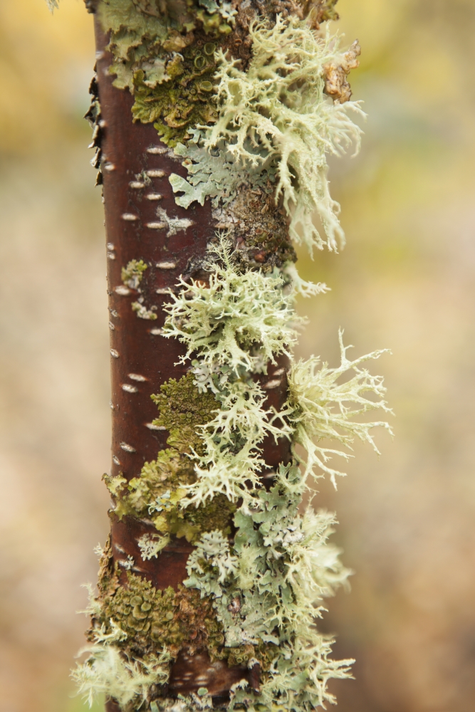 DPI12273031LARGE Moss Growing on A Birch Tree Trunk - Thunder Bay Ontario Canada Poster Print - 24 x 36 in. - Large