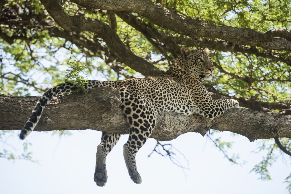 Leopard Sprawled on Tree Limb Near Ndutu Ngorongoro Crater Conservation Area - Tanzania Poster Print - 19 x 12 in.