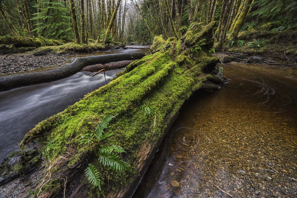 DPI12274271 Haans Creek Flows Through The Green Rainforest Near Sandspit Which is on Haida Gwaii - British Columbia Canada Poster Print - 19 x 12 in.