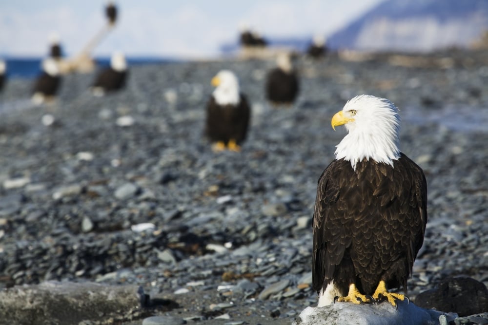 Bald Eagles Standing on The Shore of Kachemak Bay on The Homer Spit Kenai Peninsula South Central Alaska Poster Print - 38 x 24 in. - Large
