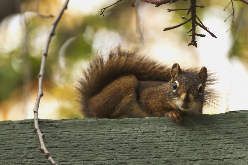 DPI12274933 Red Squirrel Relaxing on Green Fence - Edmonton Alberta Canada Poster Print - 19 x 12 in.