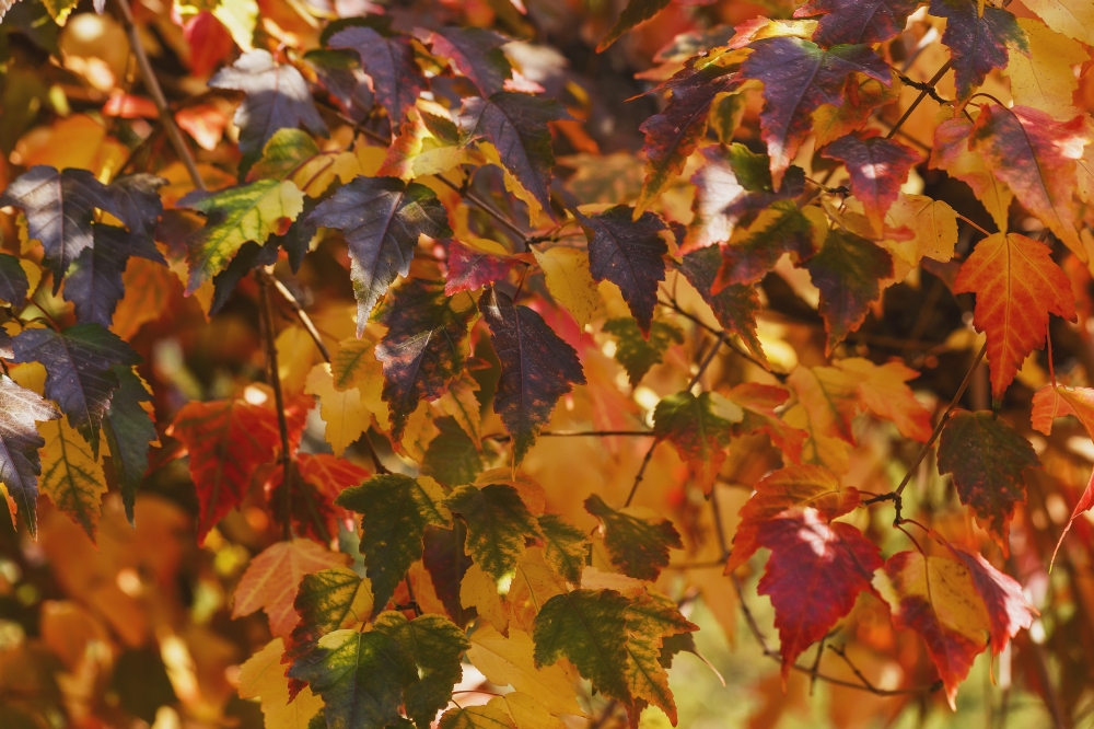 DPI12274948 Japanese Maple Leaves in Autumn - Edmonton Alberta Canada Poster Print - 19 x 12 in.