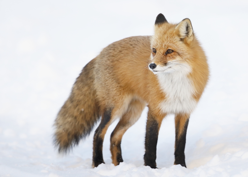 Red Fox Vulpes Vulpes Standing in The Snow in Winter - Montreal Quebec Canada Poster Print - 36 x 26 in. - Large